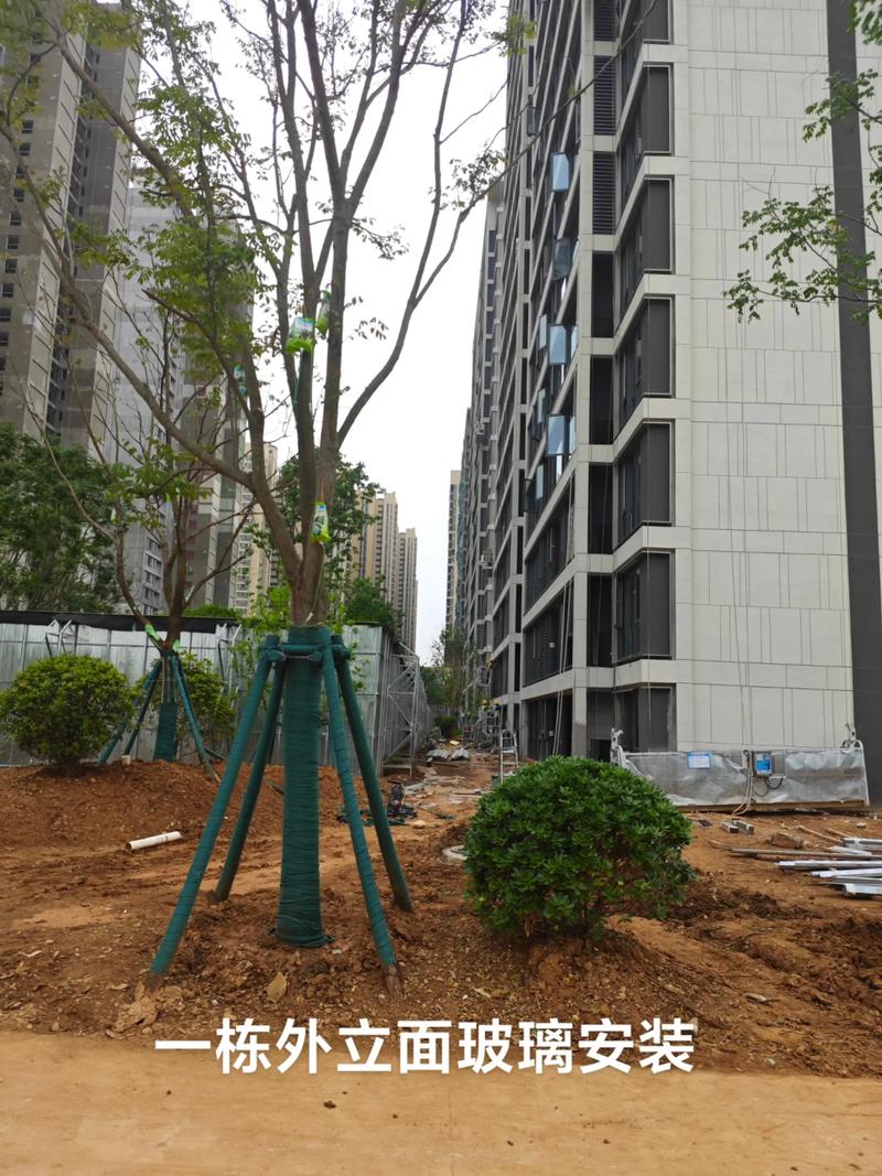 光谷中央公園園林綠化工程施工進展順利，打造生態休閑新地標