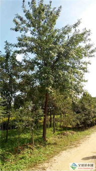 深耕綠色事業，吉林實驗綠化集團北京通州二分公司 從苗木到城市的全鏈條服務