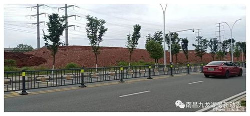 九龍湖大型公園綠化新篇章 巧借坡度塑特色，園林施工展新姿